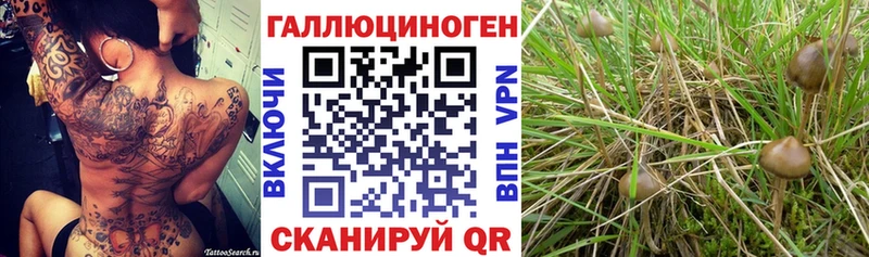 Псилоцибиновые грибы Cubensis  Купить  Хадыженск 